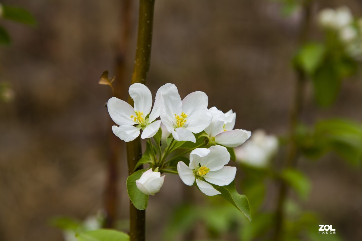 2021年春天里的小树