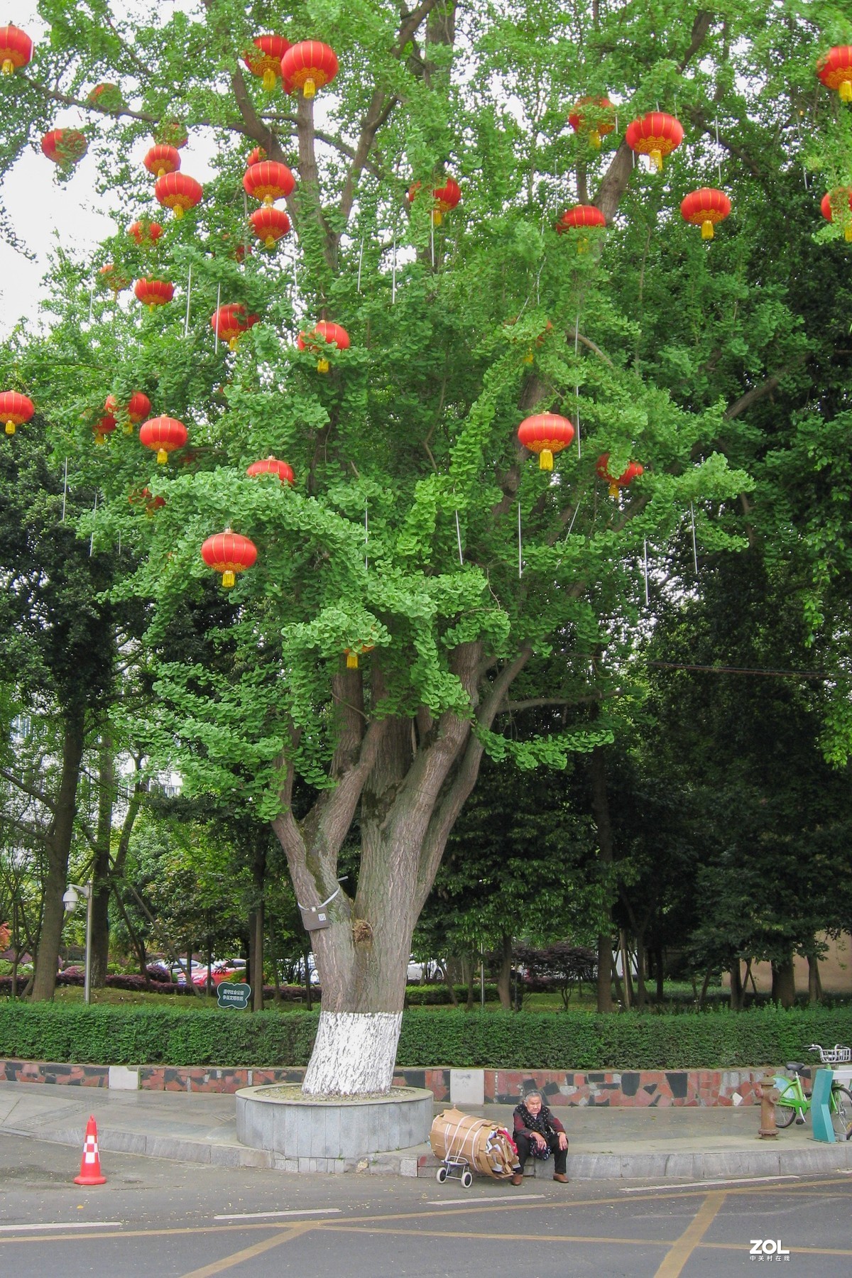 2021年再用老机佳能a560，每次开机都要设置时间，难得设置。拍摄于2021年4月 （阴天）