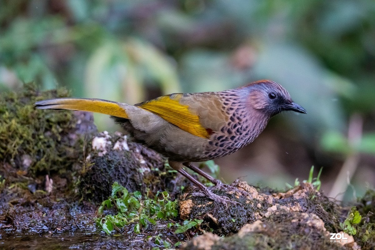 百花岭上胆小的《红头噪鹛》