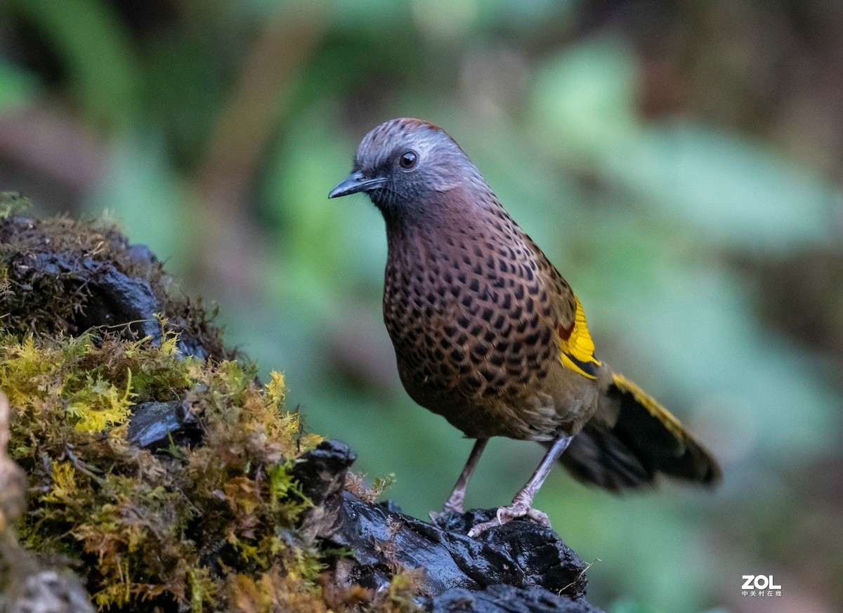 百花岭上胆小的《红头噪鹛》
