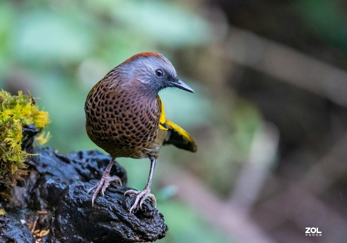 百花岭上胆小的《红头噪鹛》