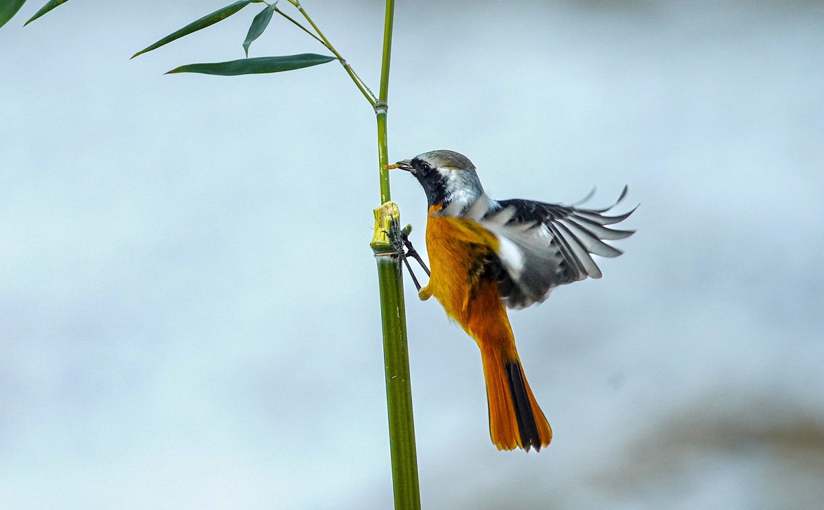 小鸟北红尾鸲-----祝贺贵坛版主与影友们2022元旦快乐