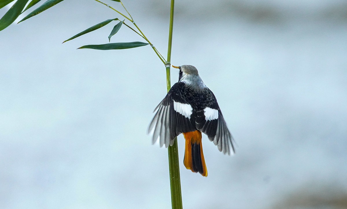小鸟北红尾鸲-----祝贺贵坛版主与影友们2022元旦快乐