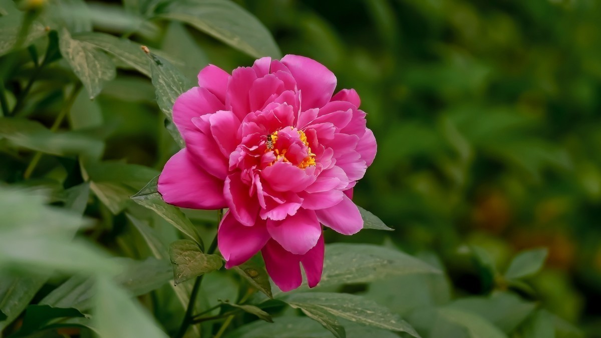 #版主坐堂#索尼大版星空(中国)2021年12月份优秀作品精选汇总