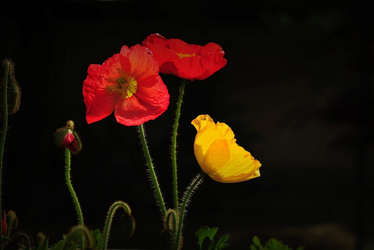 #版主坐堂#索尼大版星空(中国)2021年12月份优秀作品精选汇总