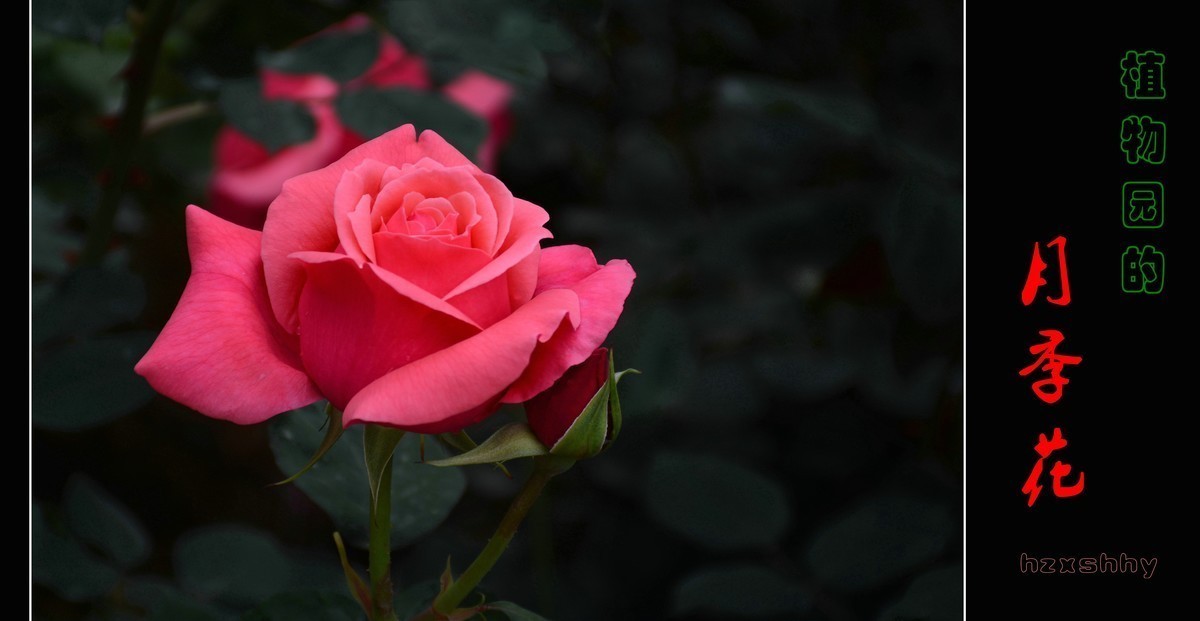 #版主坐堂#索尼大版星空(中国)2021年12月份优秀作品精选汇总