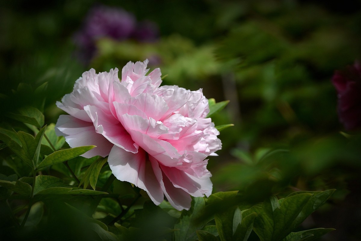 #版主坐堂#索尼大版星空(中国)2021年12月份优秀作品精选汇总