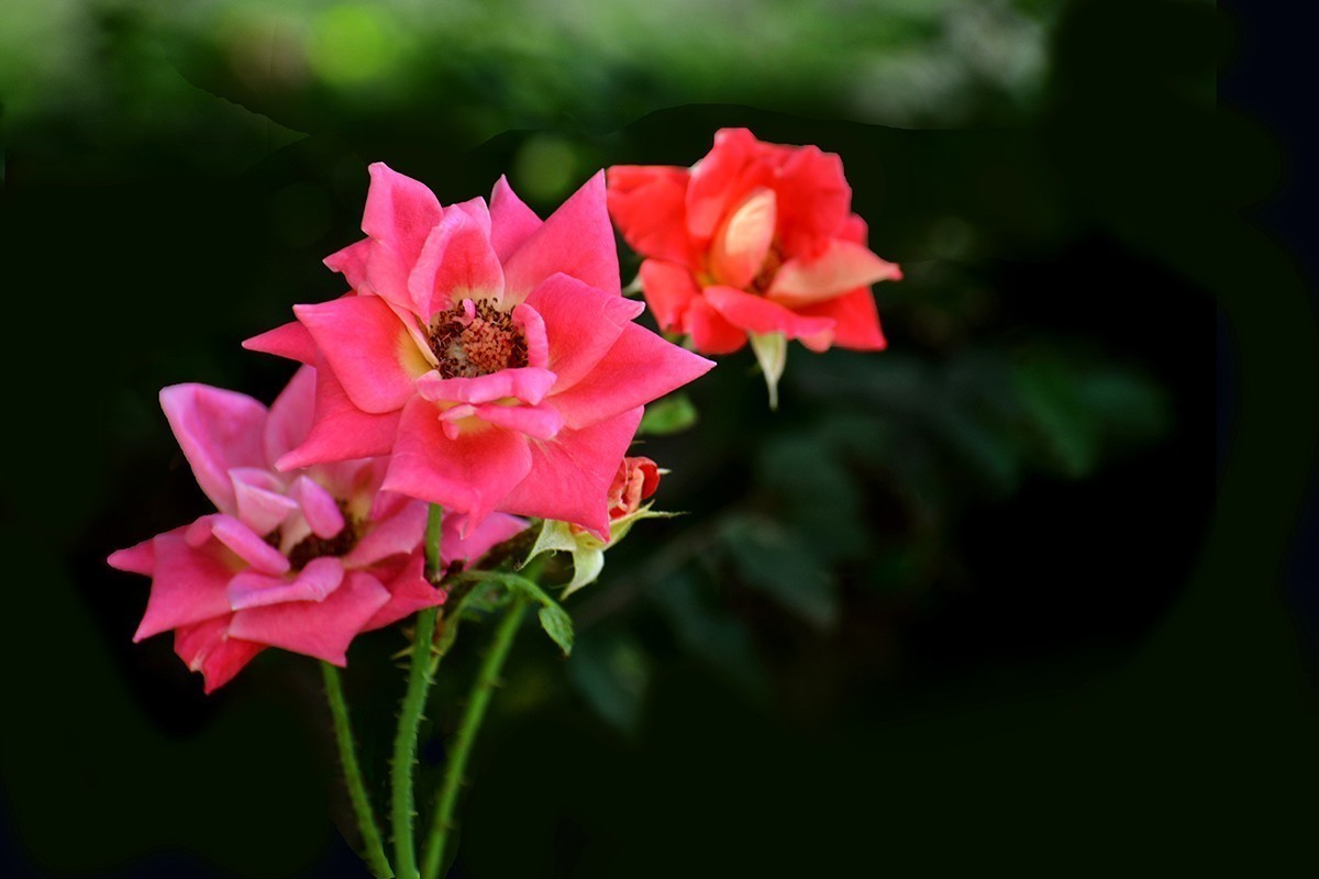 #版主坐堂#小五星空(中国)2021年12月精品荟萃