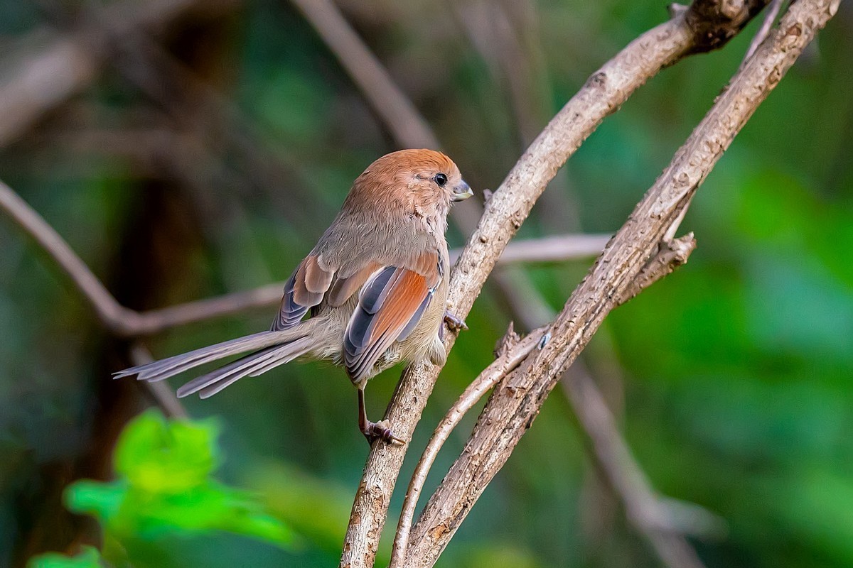 #版主坐堂#小五星空(中国)2021年12月精品荟萃