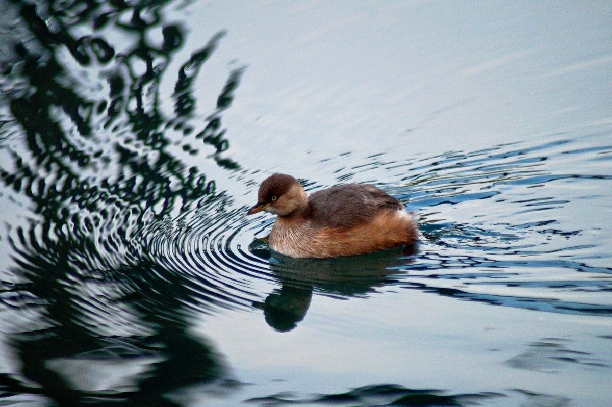#版主坐堂#小五星空(中国)2021年12月精品荟萃