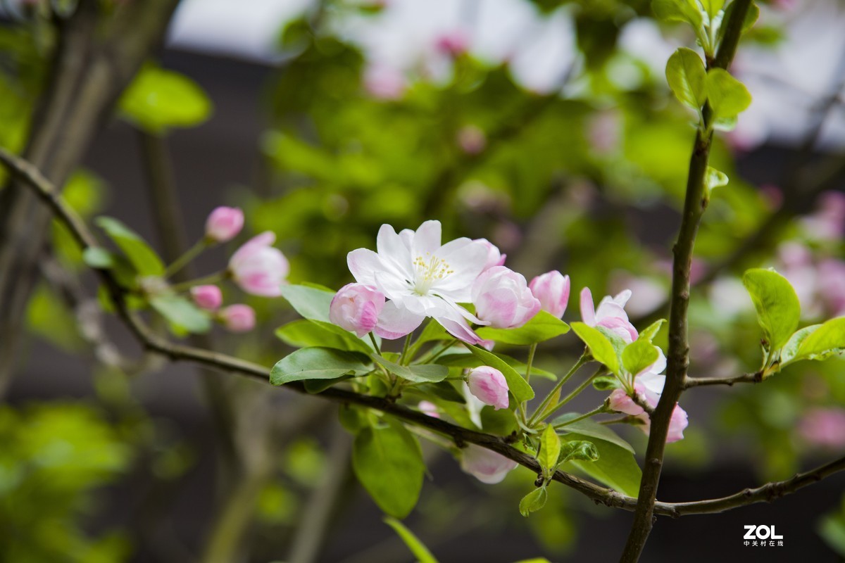 2021年春天里的小树