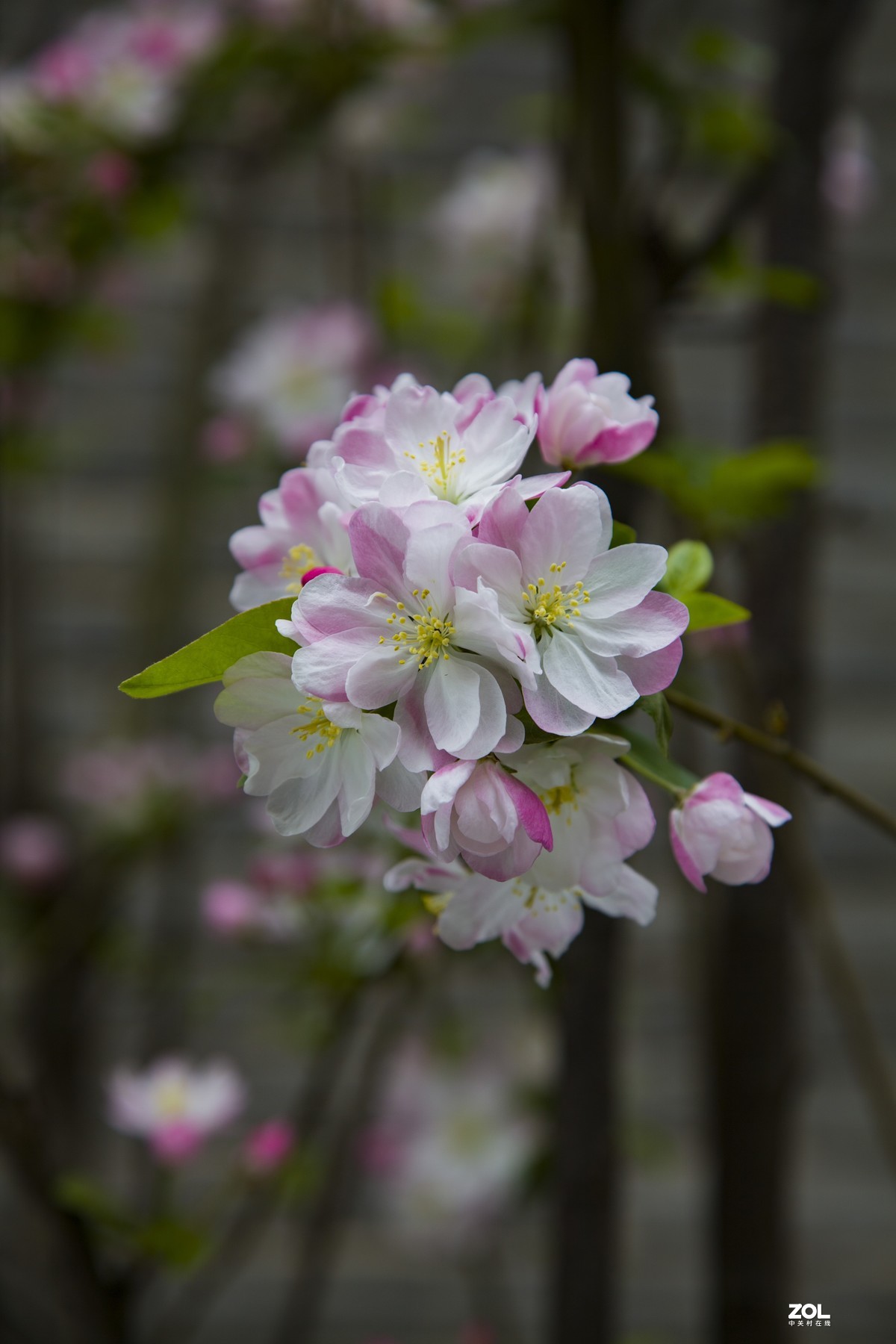 2021年春天里的小树