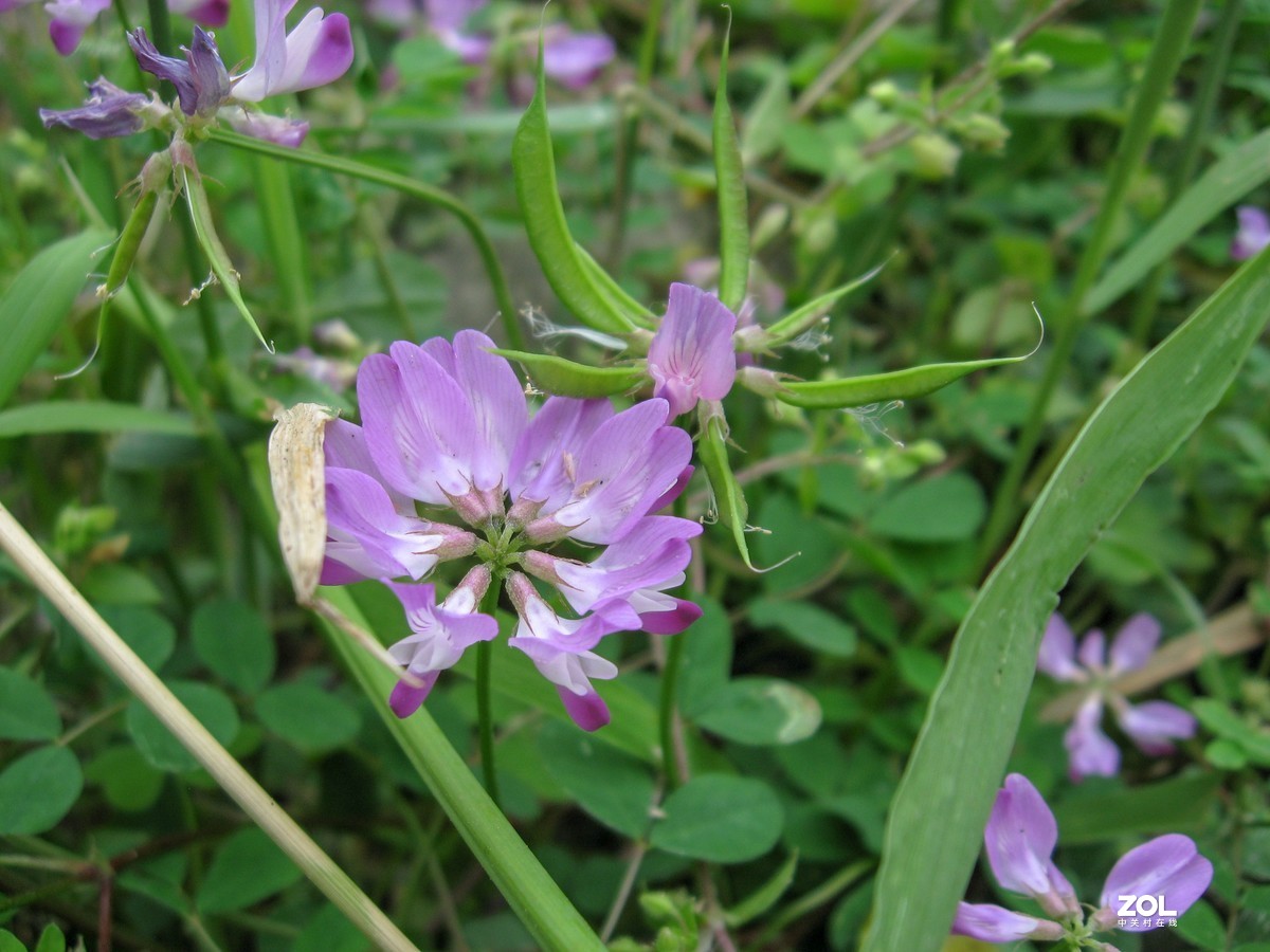 2021年再用老机佳能a560，每次开机都要设置时间，难得设置。拍摄于2021年4月 （阴天）