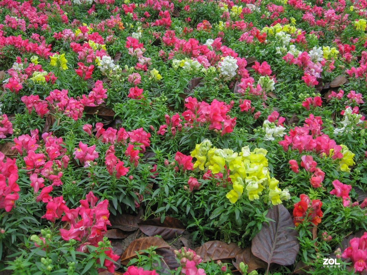 2021年再用老机佳能a560，每次开机都要设置时间，难得设置。拍摄于2021年4月 （阴天）