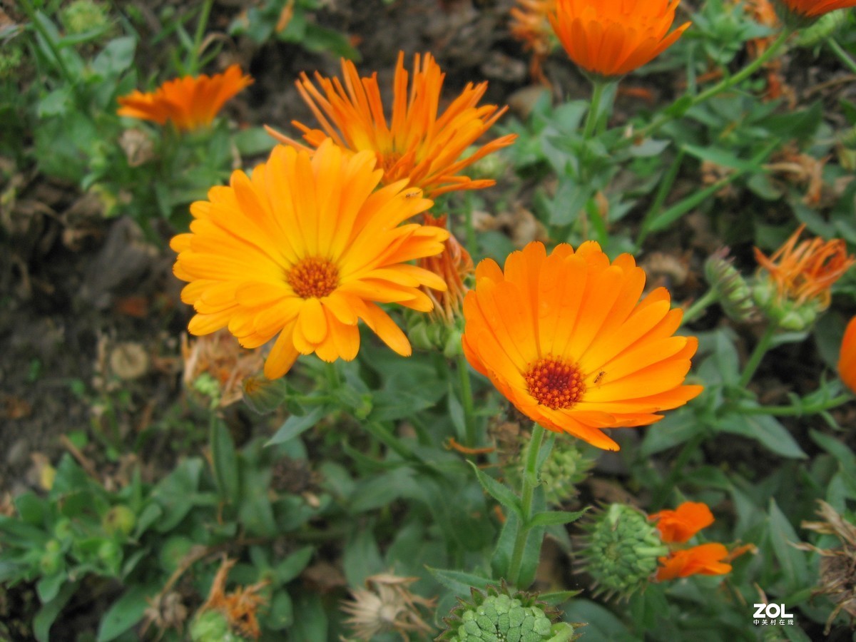 2021年再用老机佳能a560，每次开机都要设置时间，难得设置。拍摄于2021年4月 （阴天）