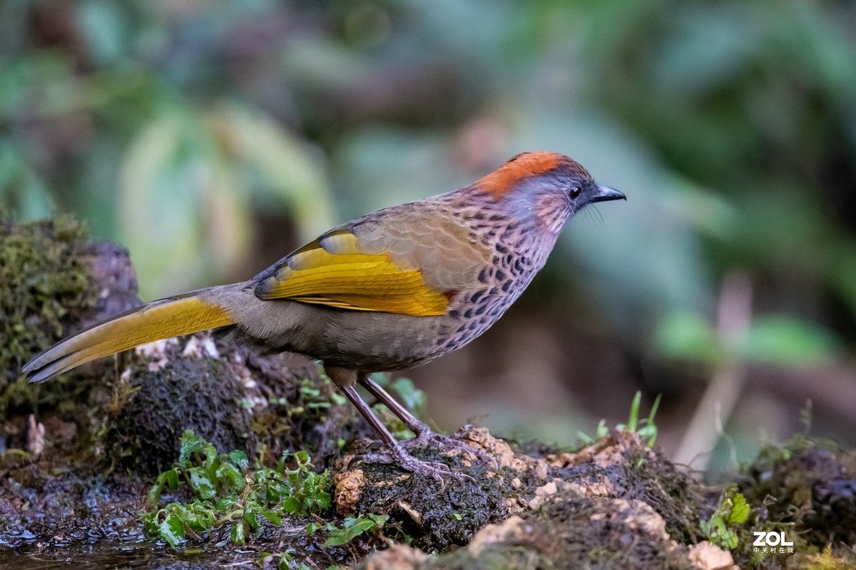 百花岭上胆小的《红头噪鹛》