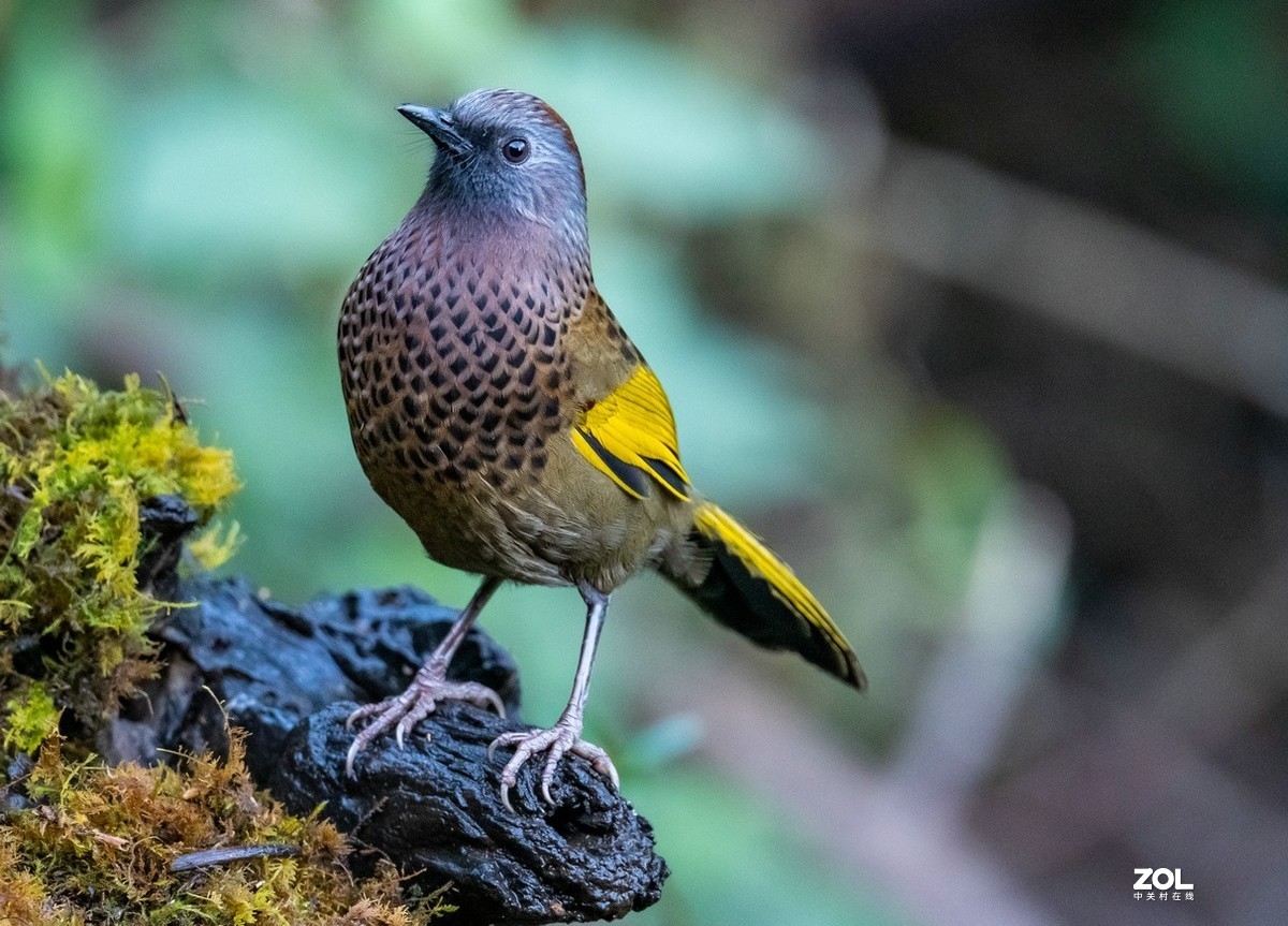 百花岭上胆小的《红头噪鹛》