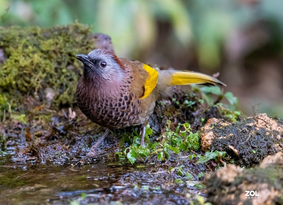 百花岭上胆小的《红头噪鹛》