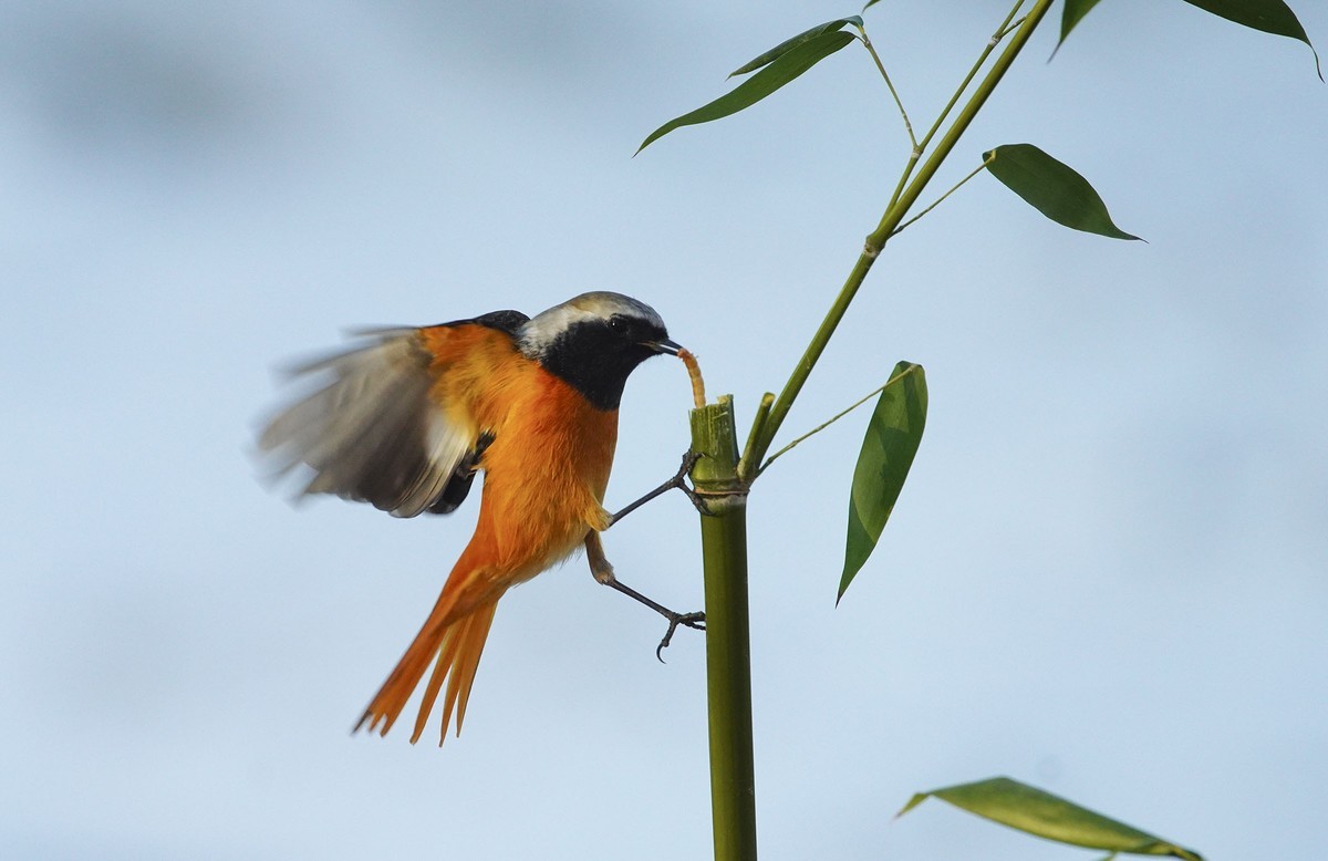 小鸟北红尾鸲-----祝贺贵坛版主与影友们2022元旦快乐