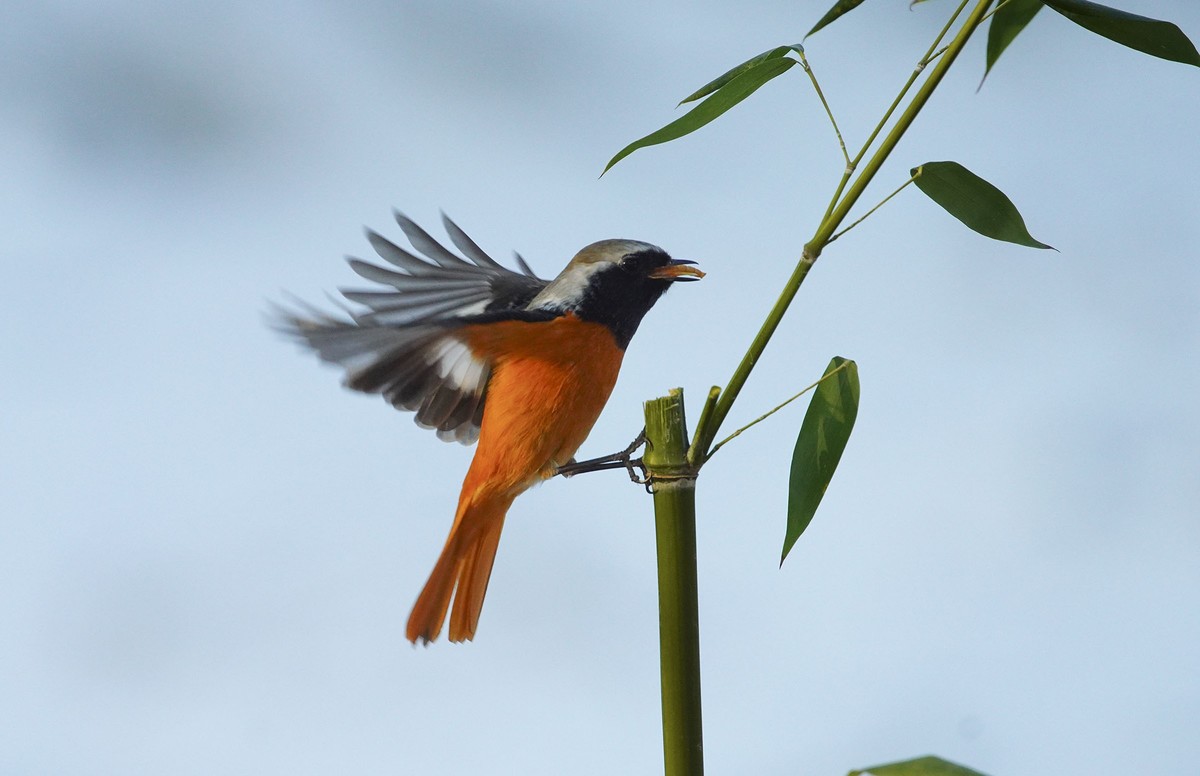 小鸟北红尾鸲-----祝贺贵坛版主与影友们2022元旦快乐