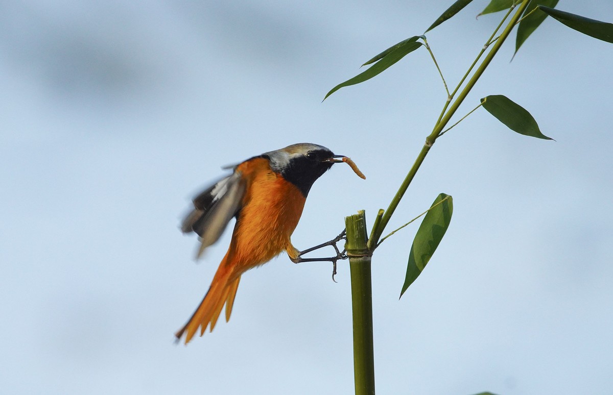 小鸟北红尾鸲-----祝贺贵坛版主与影友们2022元旦快乐