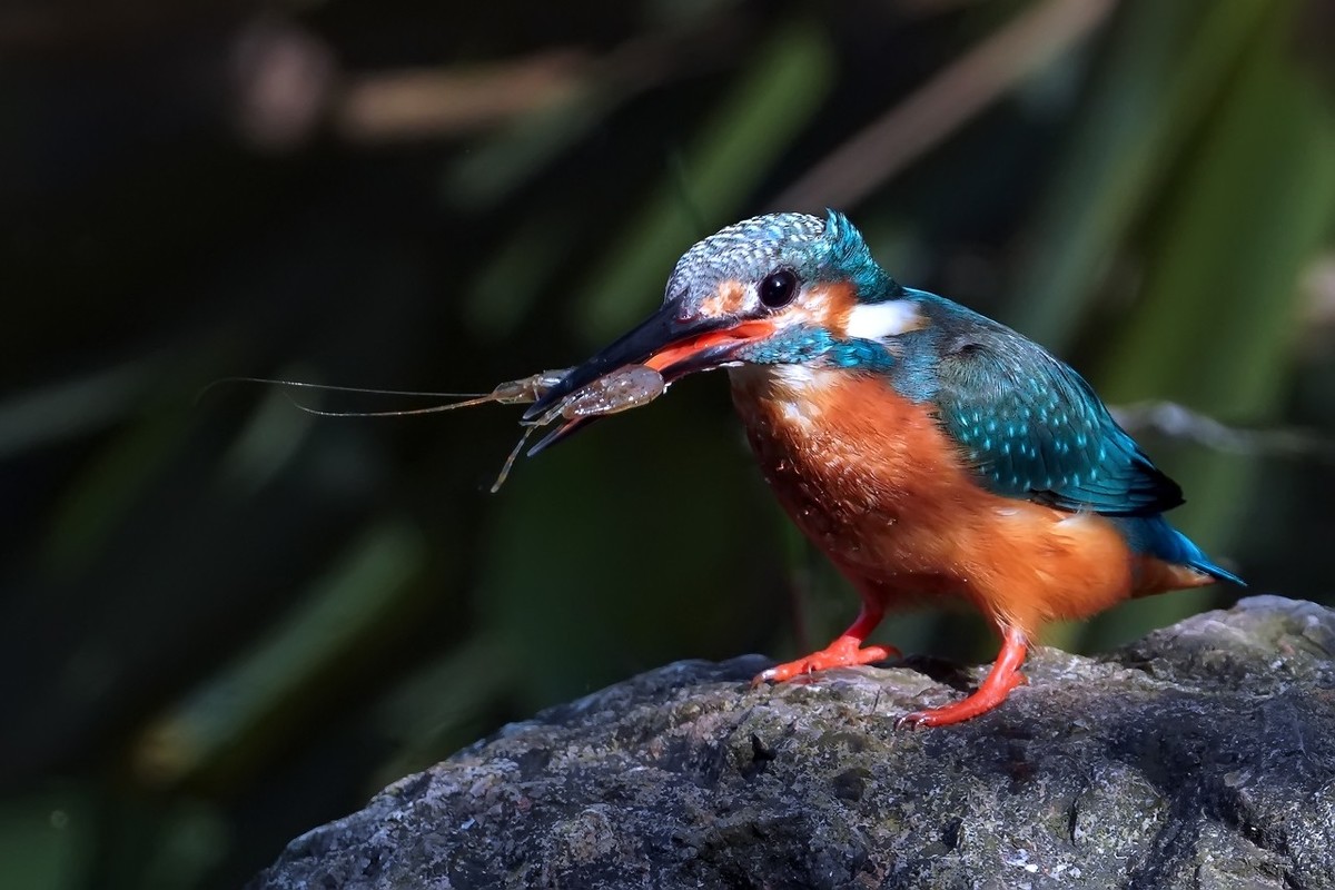 小翠鸟的大餐22