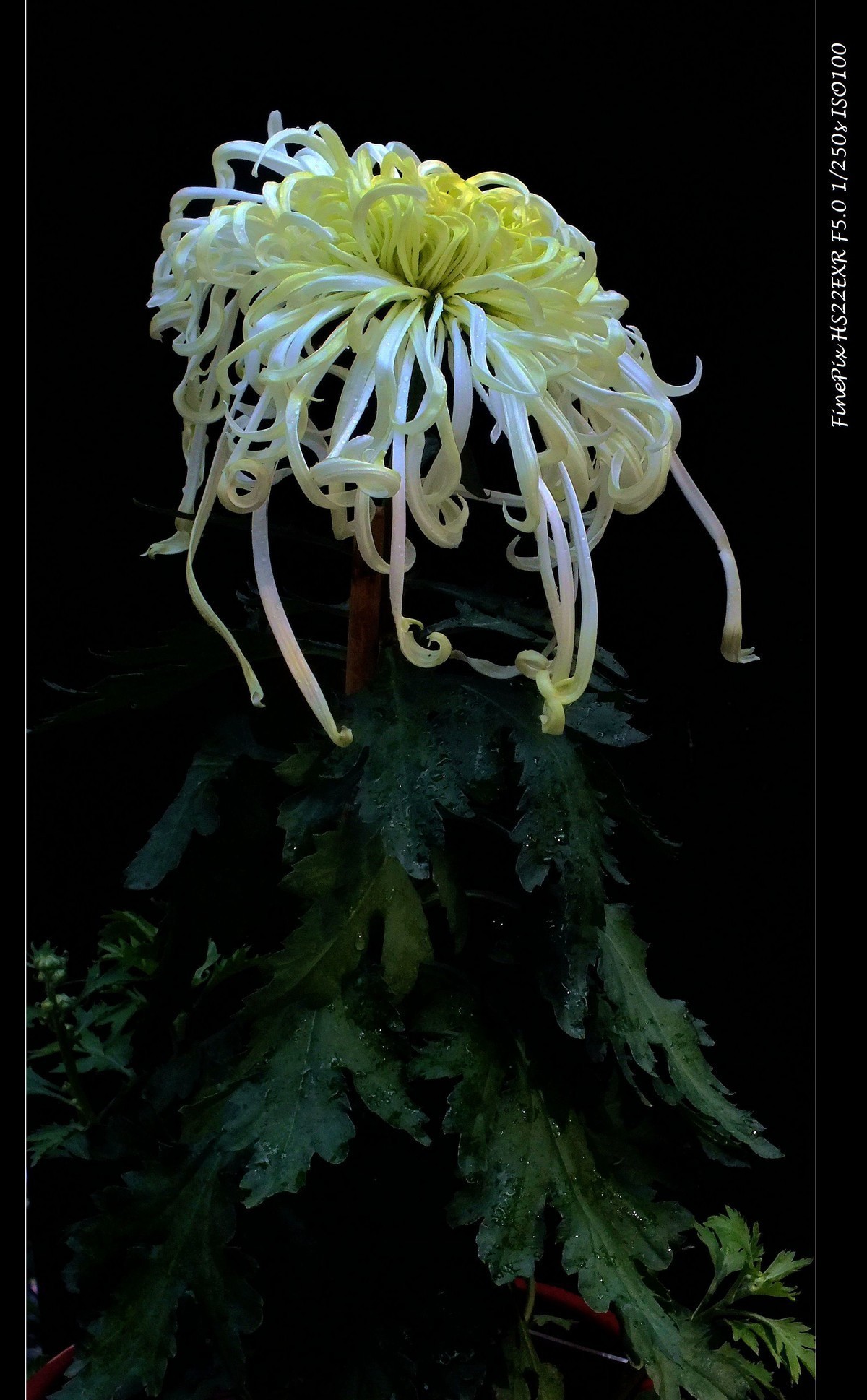 #版主坐堂#索尼大版星空(中国)2021年12月份优秀作品精选汇总