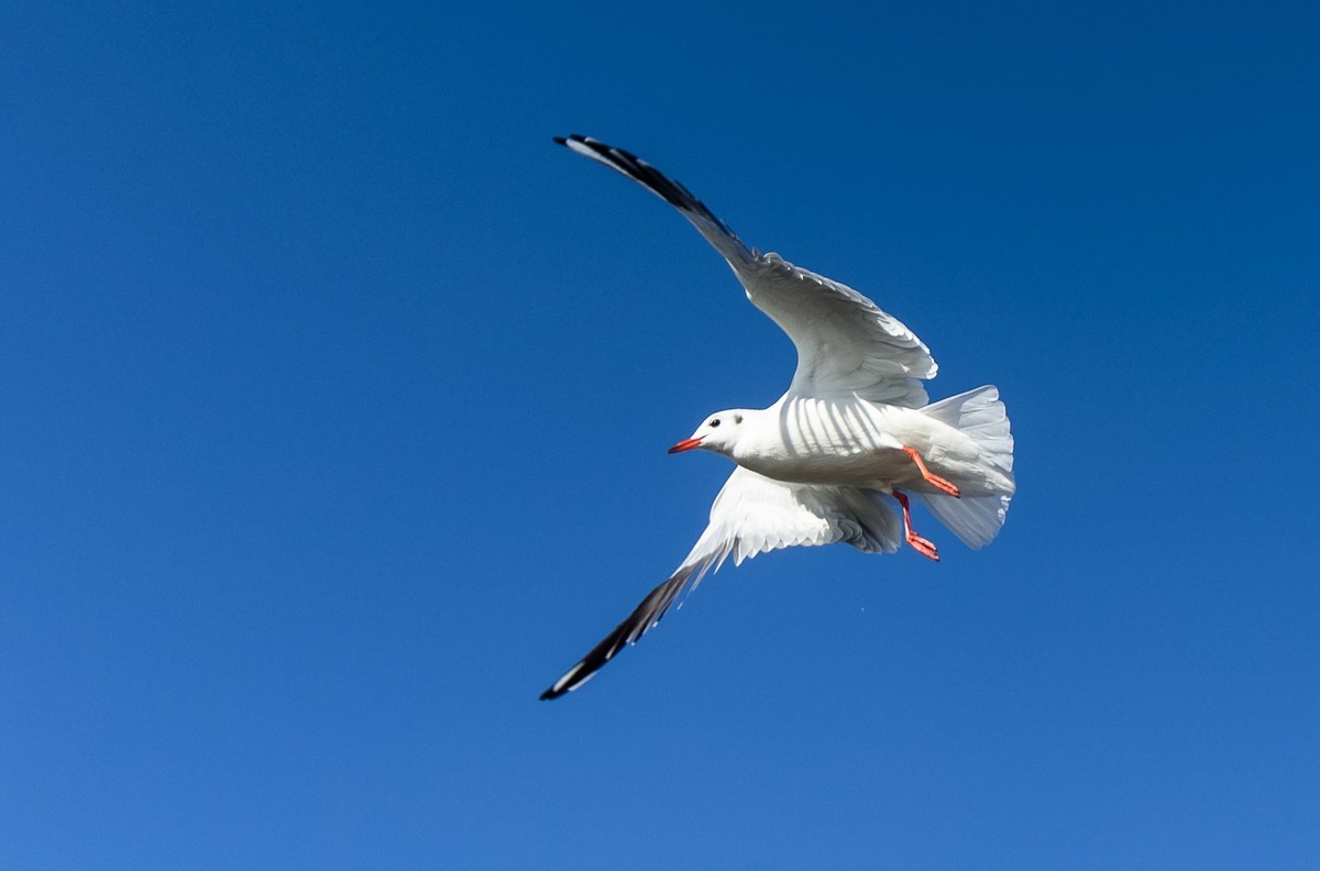 #版主坐堂#索尼大版星空(中国)2021年12月份优秀作品精选汇总