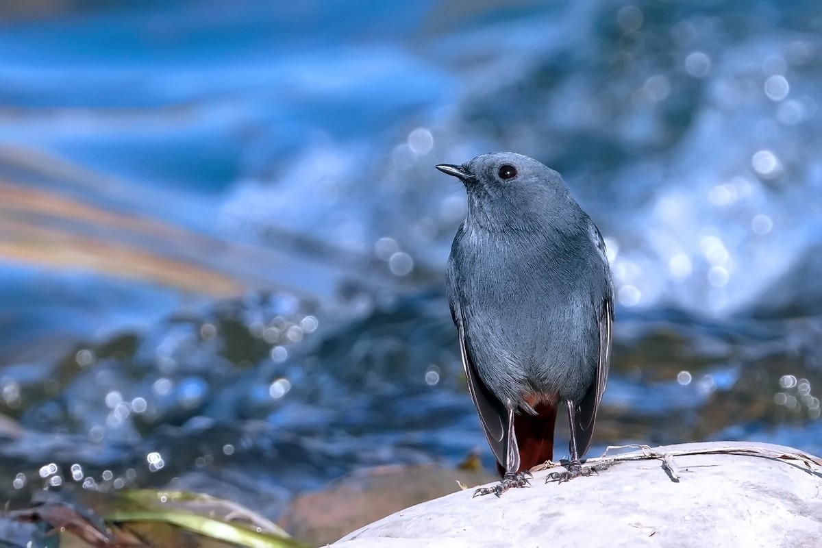 #版主坐堂#索尼大版星空(中国)2021年12月份优秀作品精选汇总