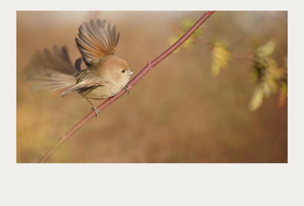 #版主坐堂#索尼大版星空(中国)2021年12月份优秀作品精选汇总