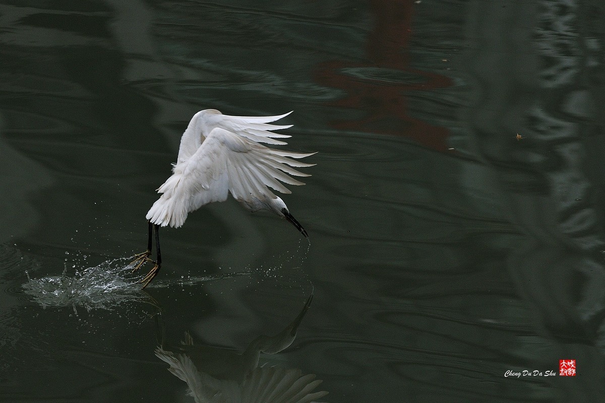 #版主坐堂#索尼大版星空(中国)2021年12月份优秀作品精选汇总