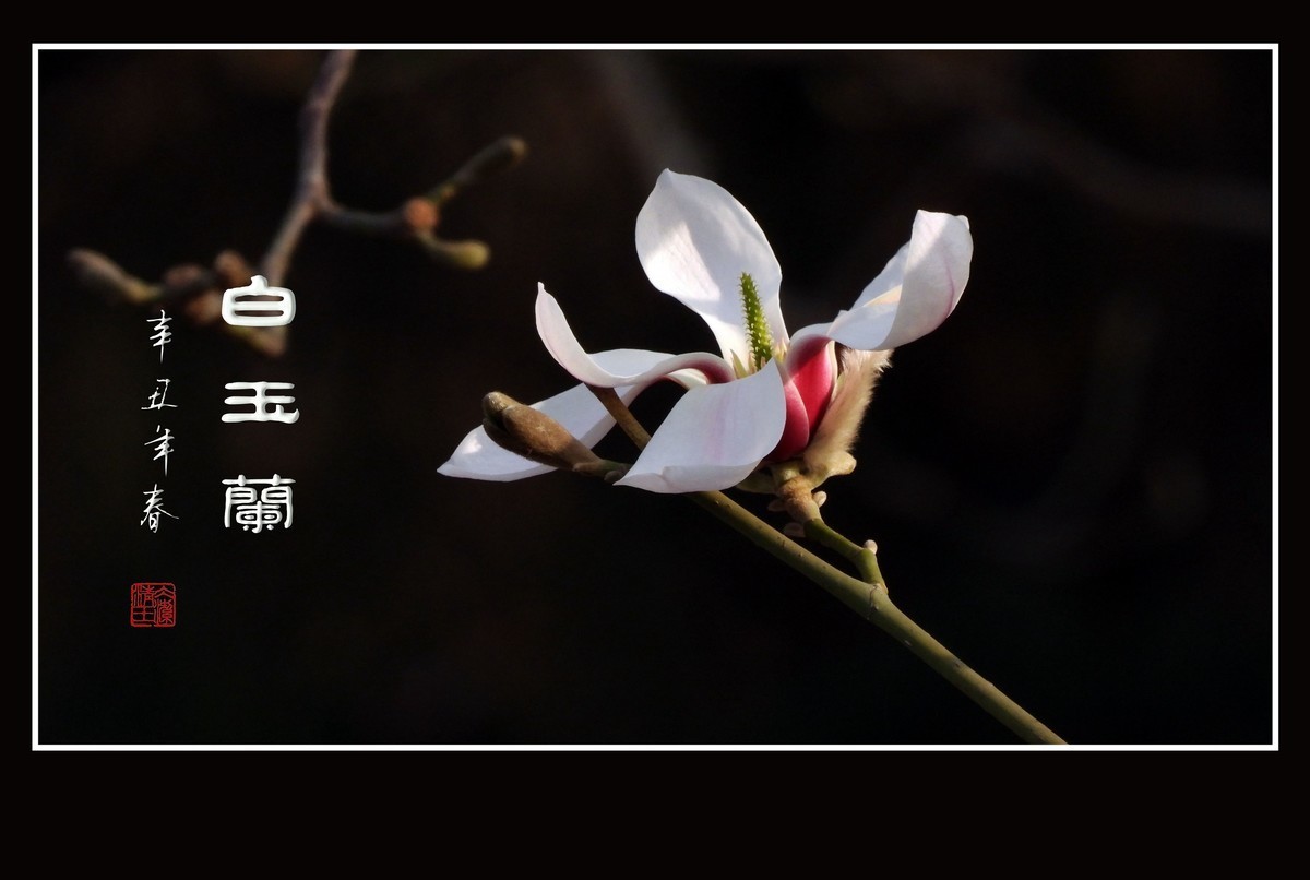 #版主坐堂#小五星空(中国)2021年12月精品荟萃