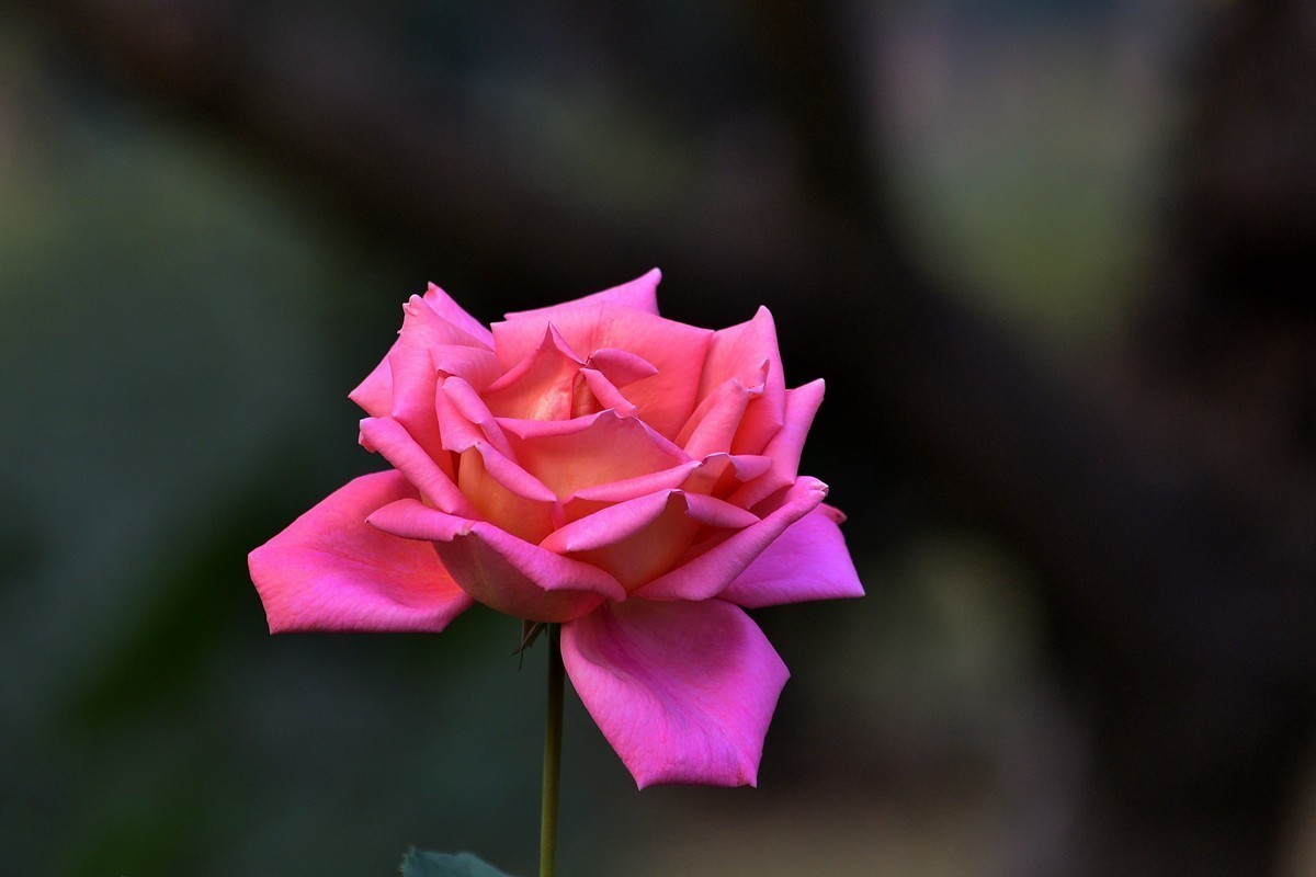 #版主坐堂#小五星空(中国)2021年12月精品荟萃