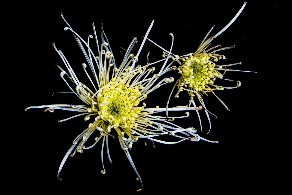 #版主坐堂#小五星空(中国)2021年12月精品荟萃