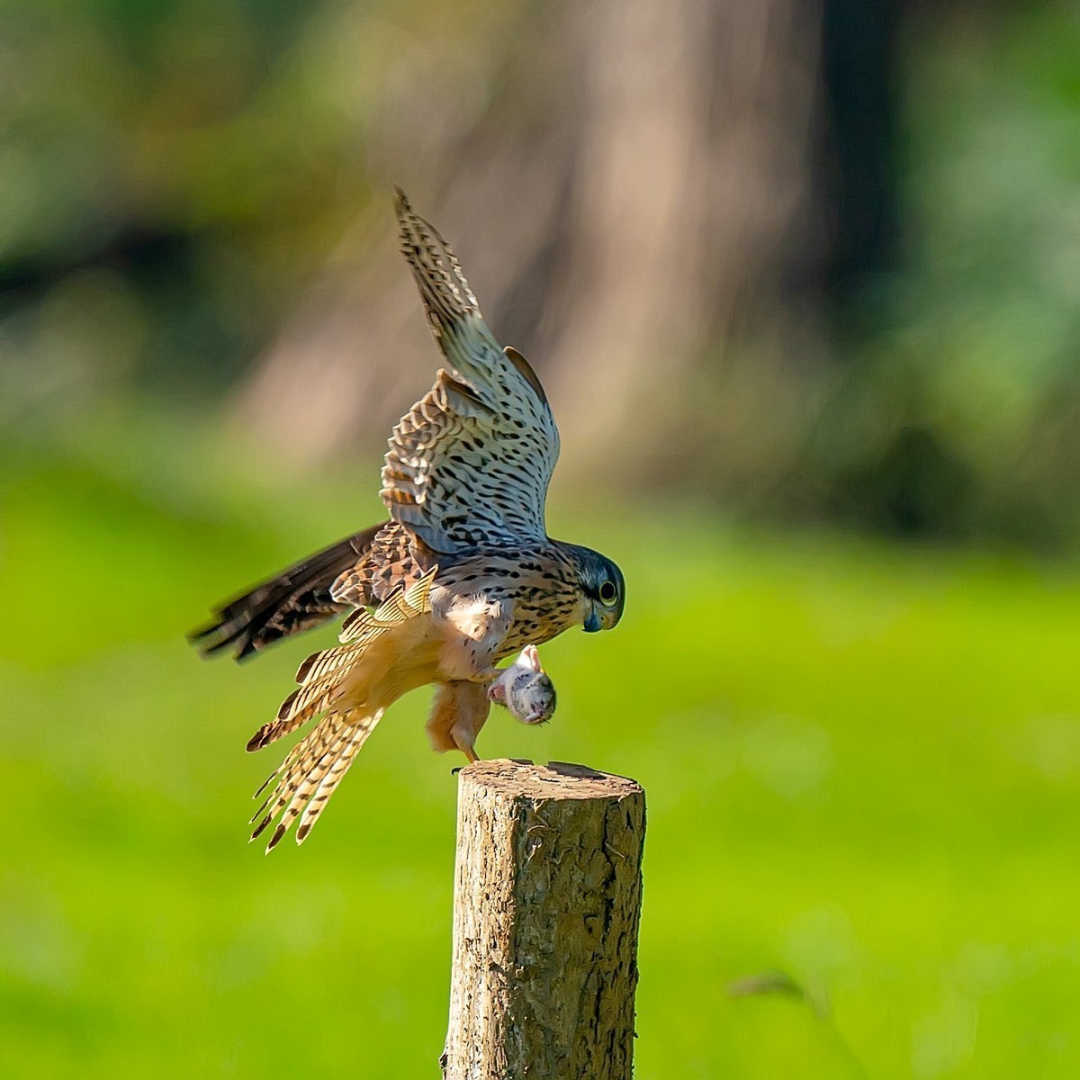 #版主坐堂#小五星空(中国)2021年12月精品荟萃