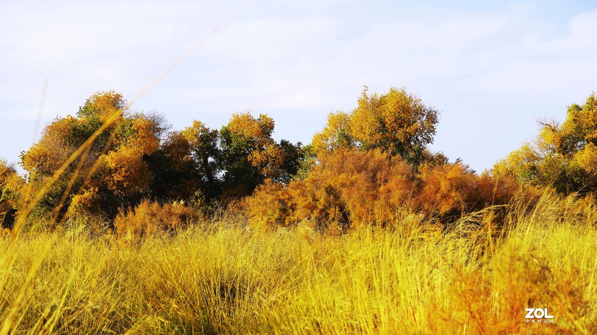额济纳--黑城弱水胡杨林【5】