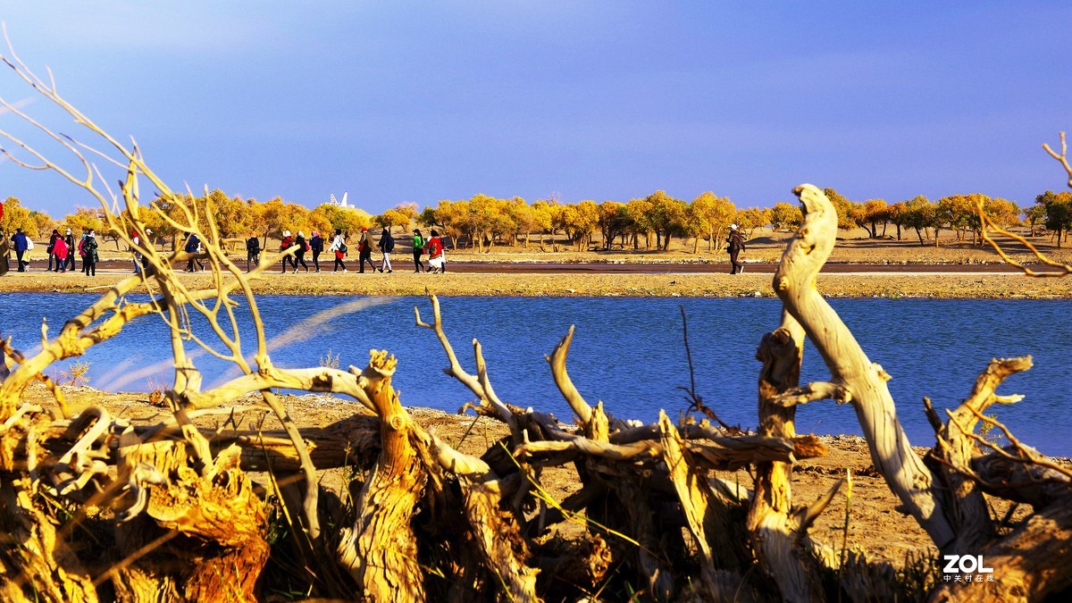 额济纳--黑城弱水胡杨林【5】