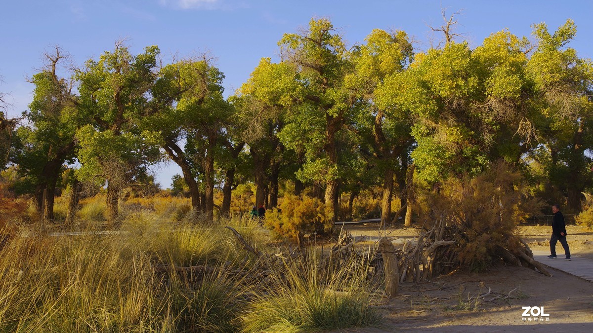 额济纳--黑城弱水胡杨林【5】