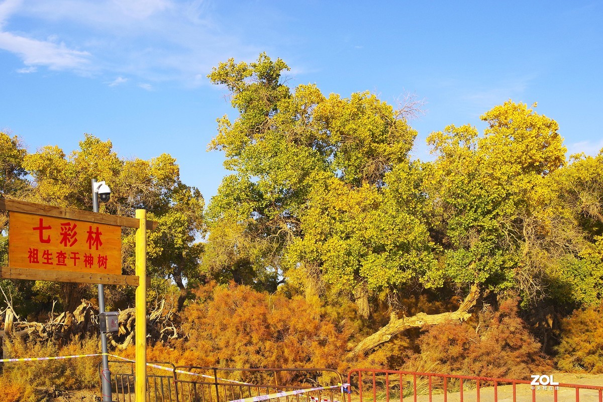 额济纳--黑城弱水胡杨林【5】