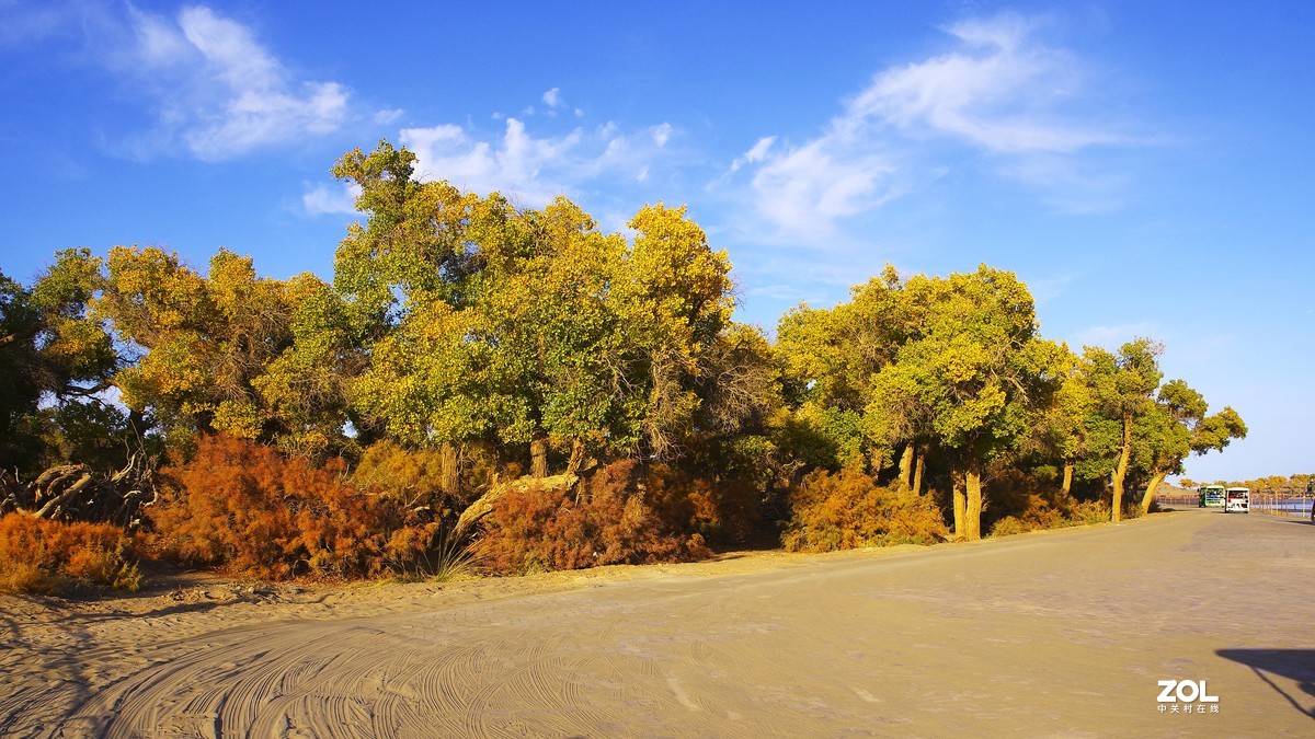 额济纳--黑城弱水胡杨林【5】