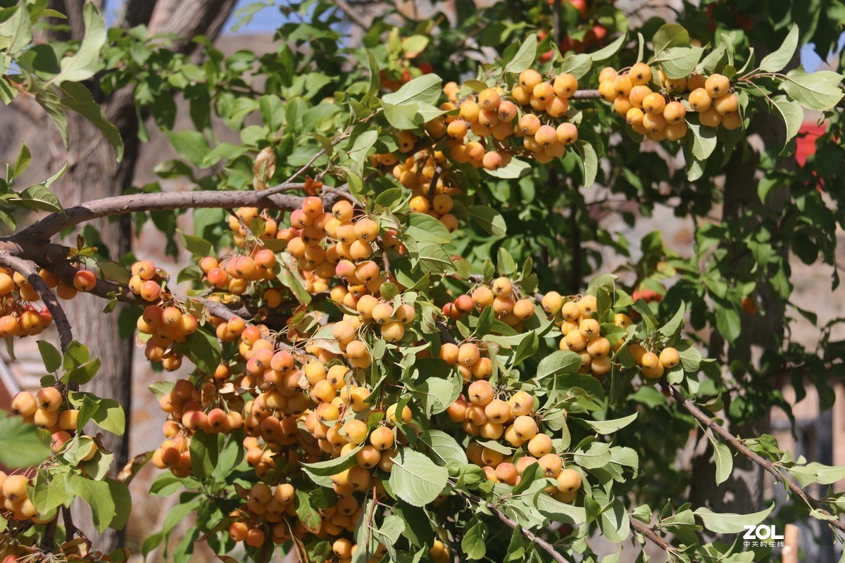 北长滩月季花2019010.2随拍
