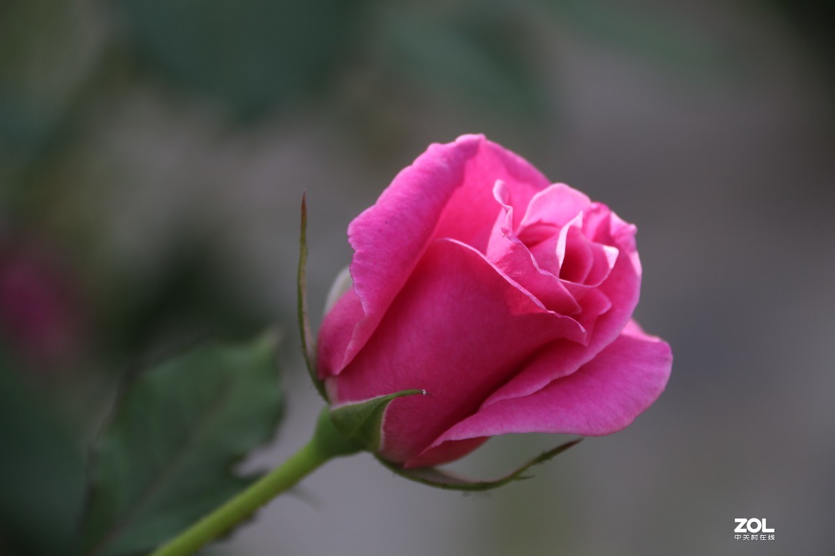 北长滩月季花2019010.2随拍