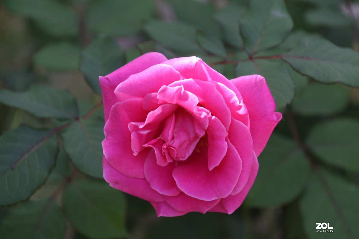 北长滩月季花2019010.2随拍