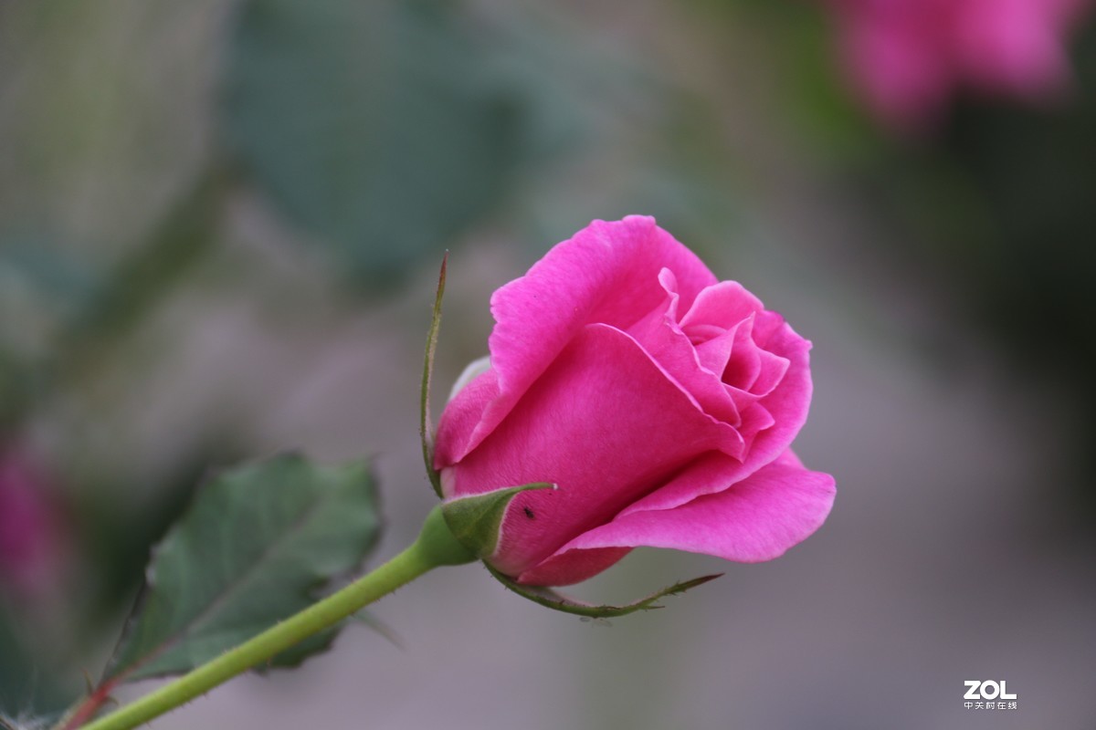 北长滩月季花2019010.2随拍