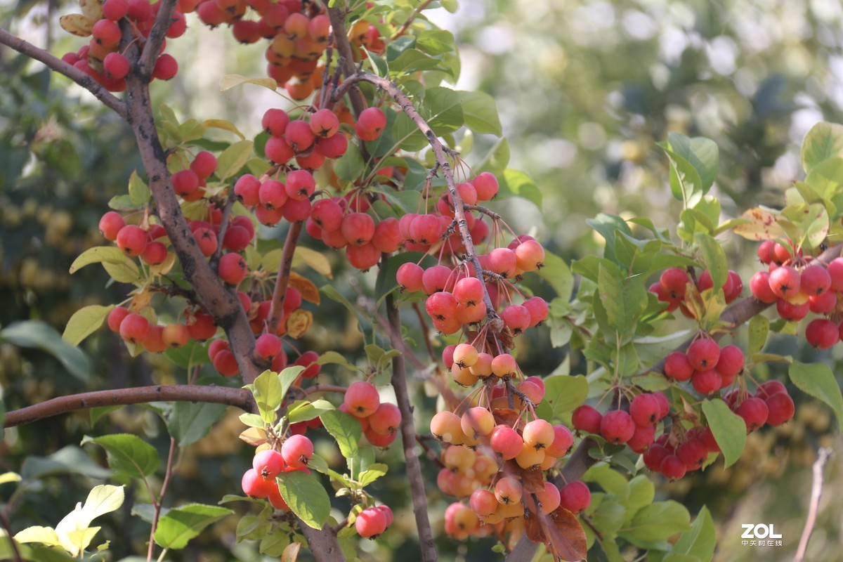 北长滩月季花2019010.2随拍
