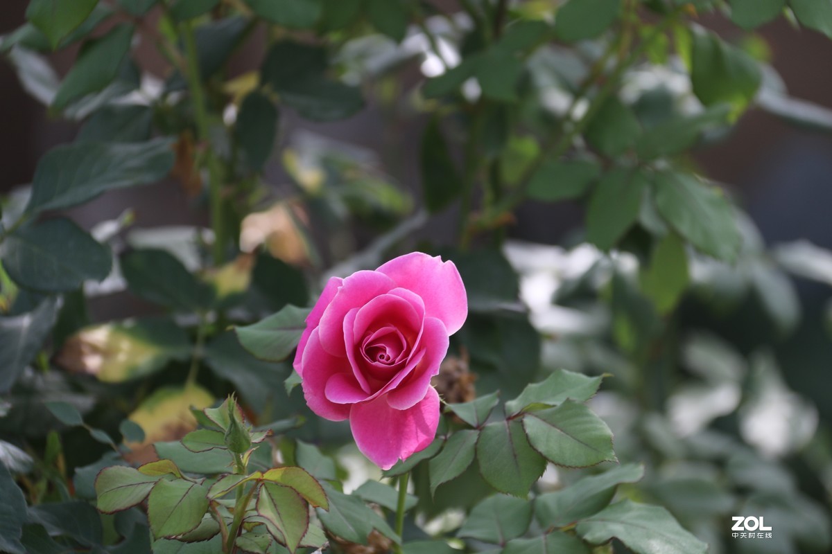 北长滩月季花2019010.2随拍