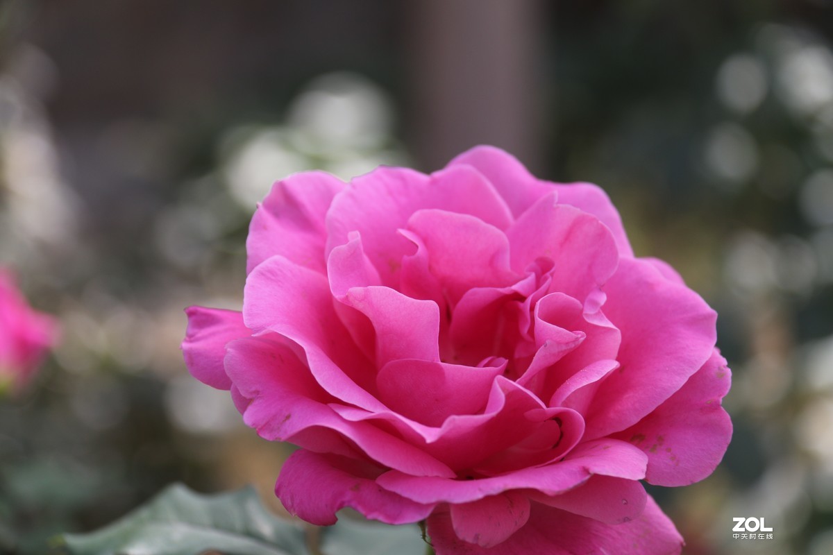 北长滩月季花2019010.2随拍