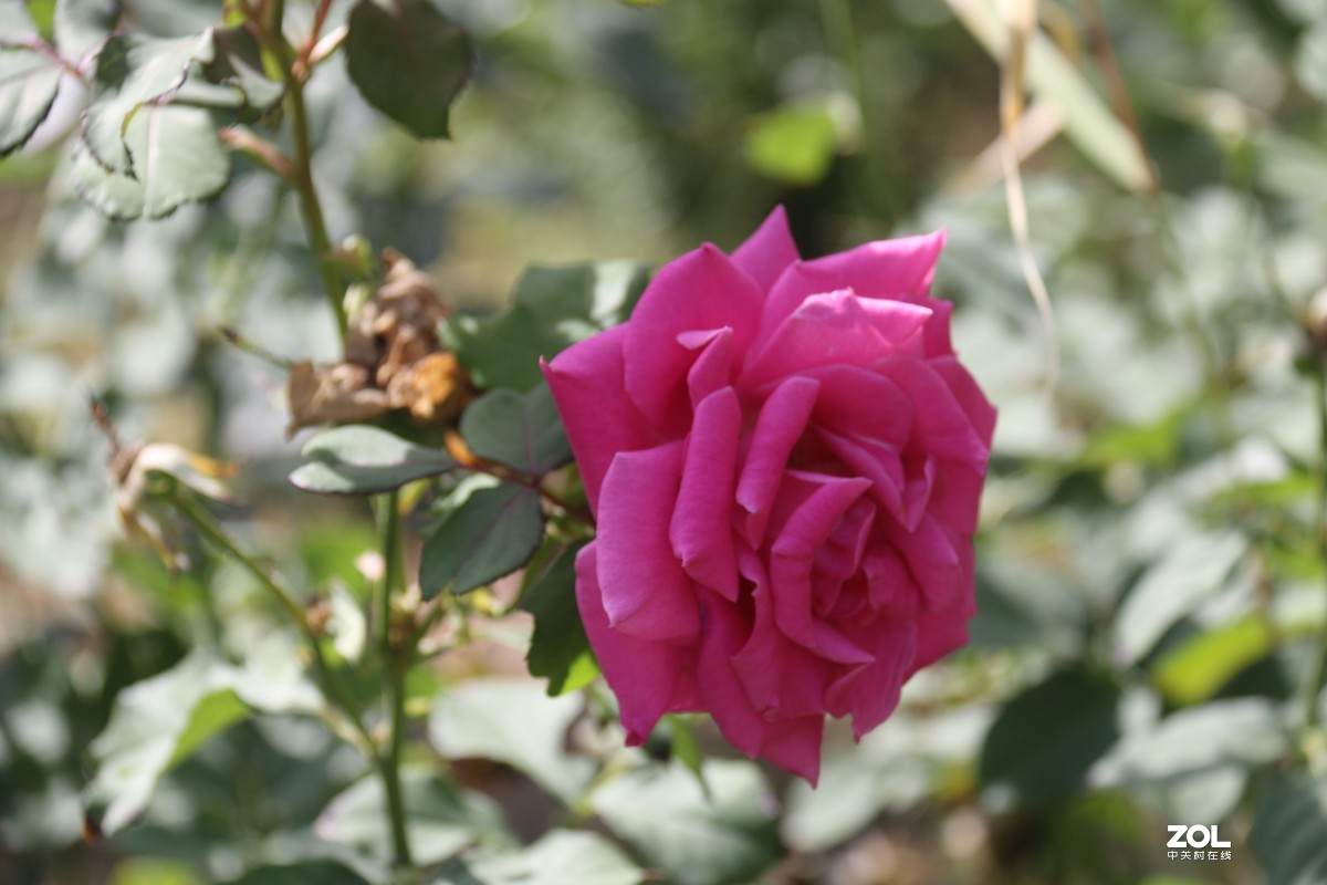 北长滩月季花2019010.2随拍