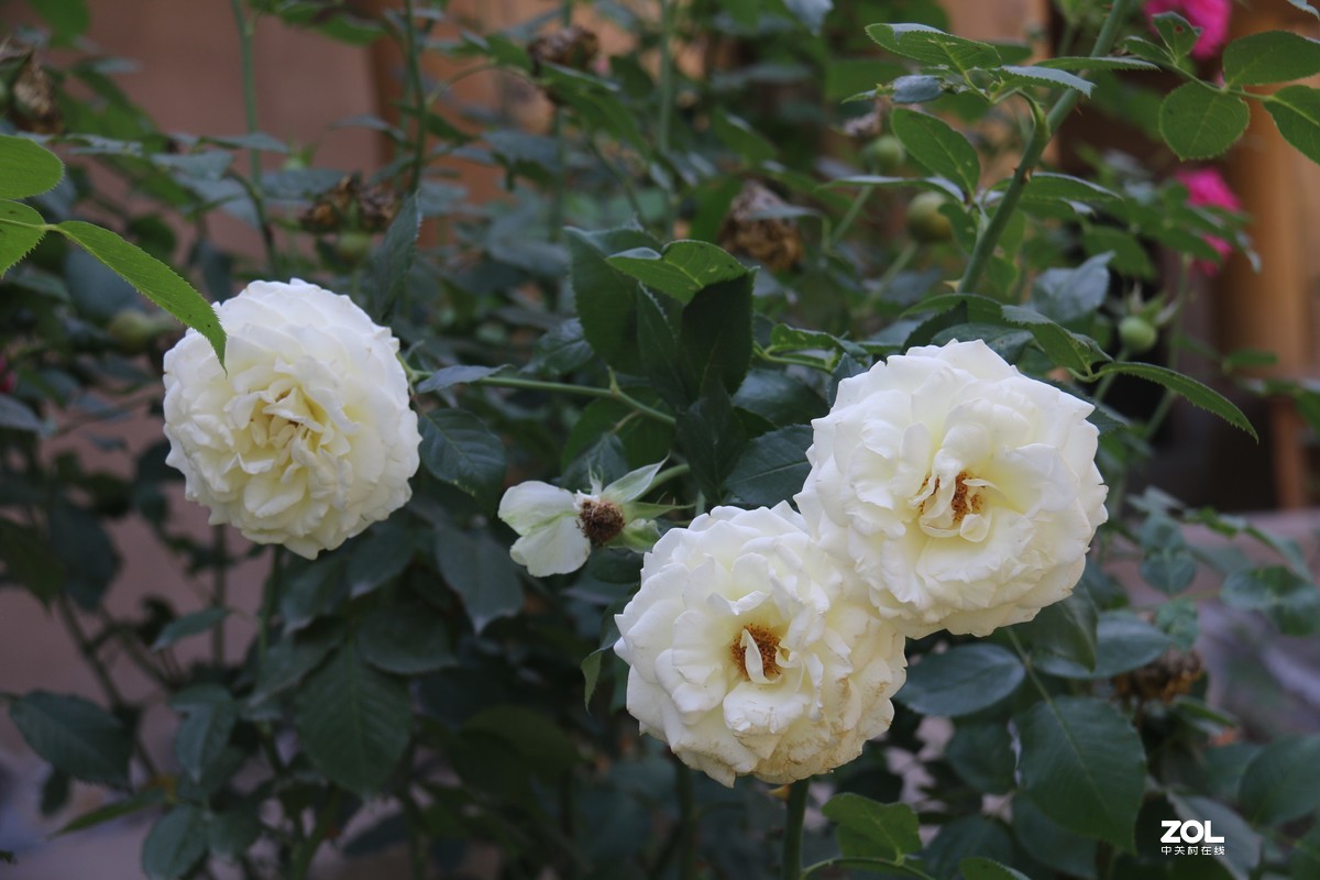 北长滩月季花2019010.2随拍