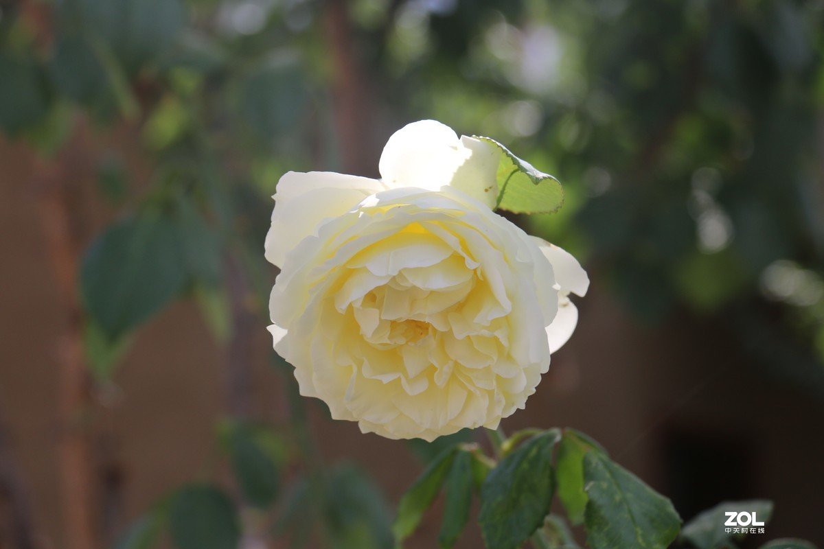 北长滩月季花2019010.2随拍